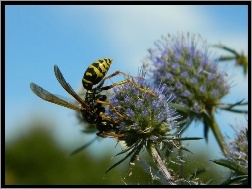 Pszczoła, Kwiaty